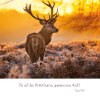Natur 2025 Foto-Kalender – Bild 12