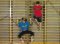 J+S-Kids – Sports de montagne: Leçon 1 «Escalade sur les engins de la salle de sport»