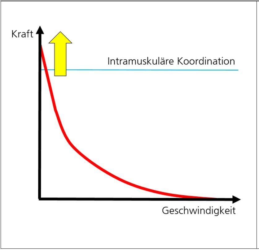Grafik: Intramuskuläre Koordination - im Verhältgnis zur Geschwindigkeit.