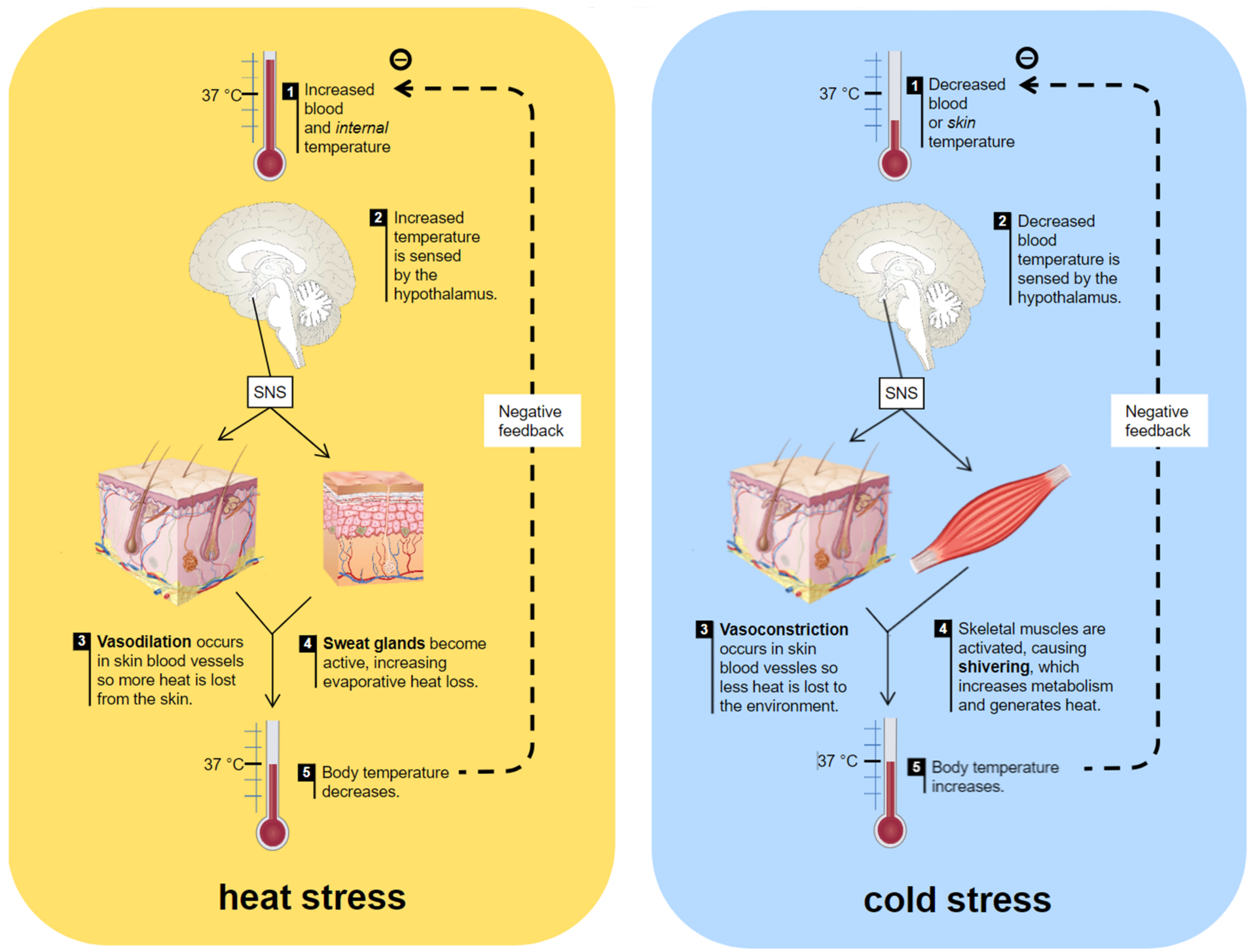 Thermoregulation des menschlichen Körpers