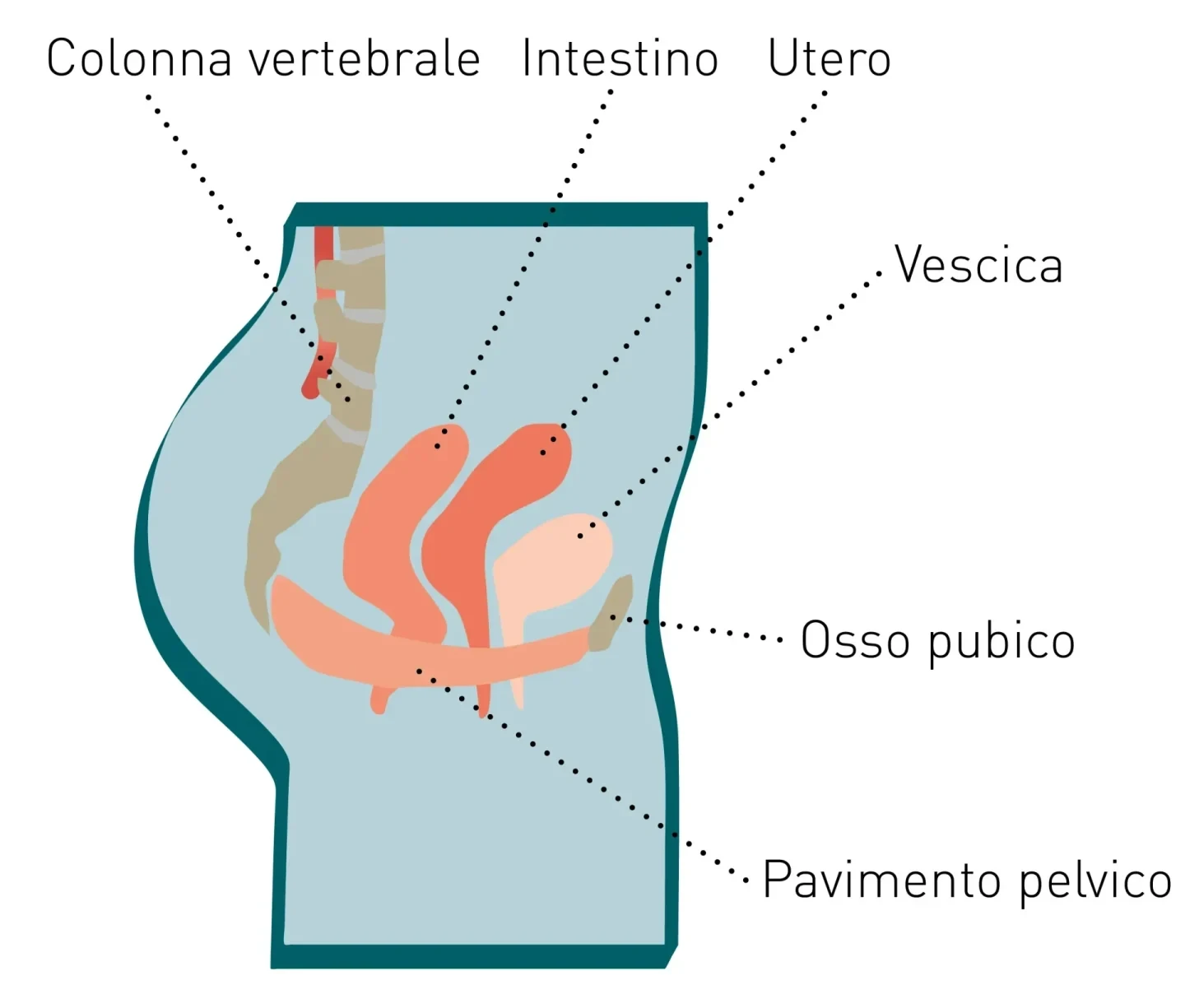 Pavimento pelvico forte nella donna: Anatomia