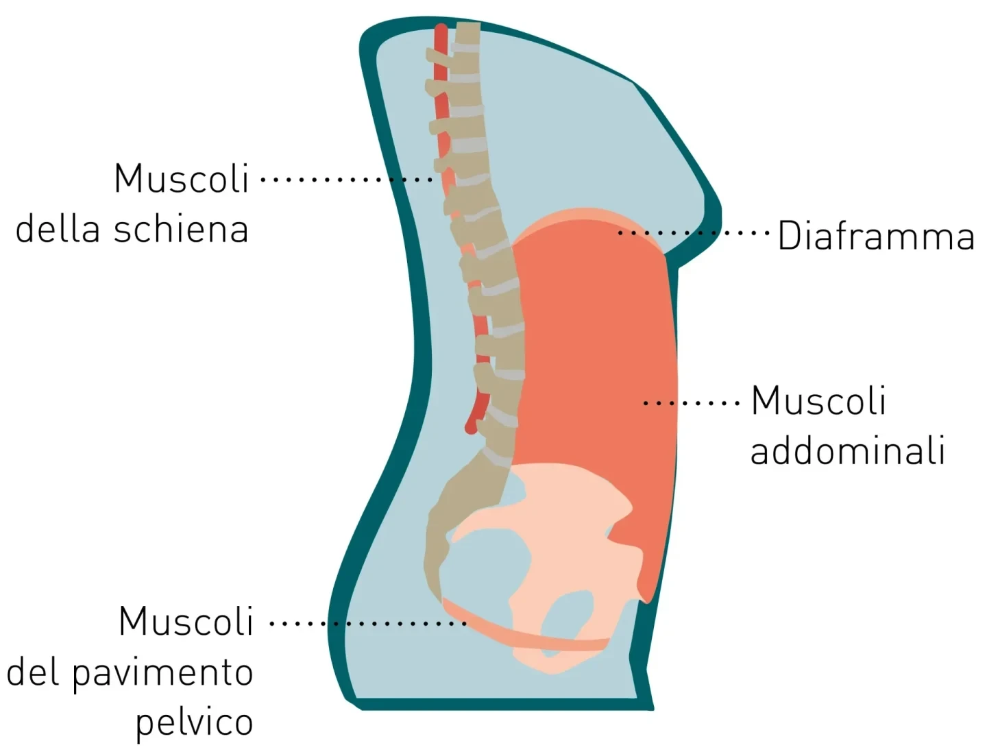 Pavimento pelvico forte nella donna: Anatomia