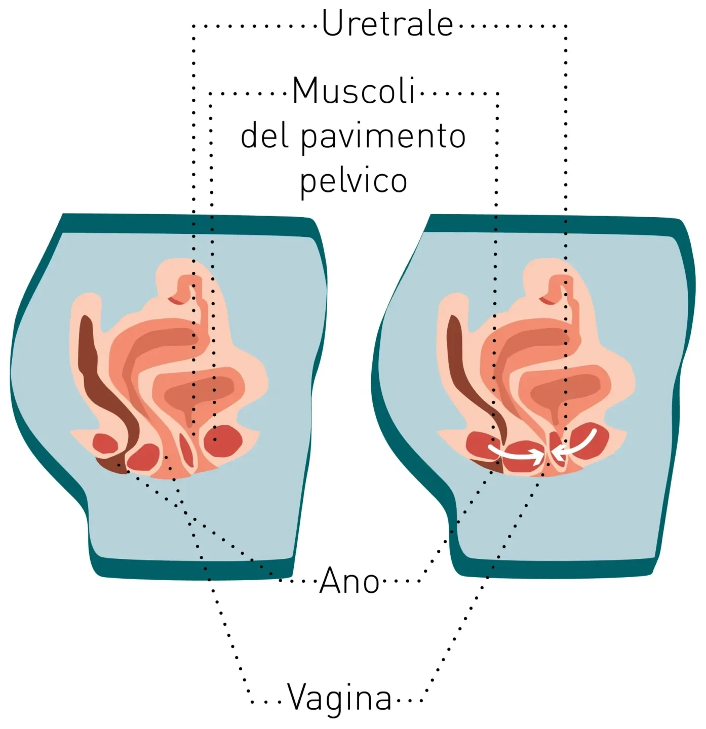 Pavimento pelvico forte nella donna: Funzioni