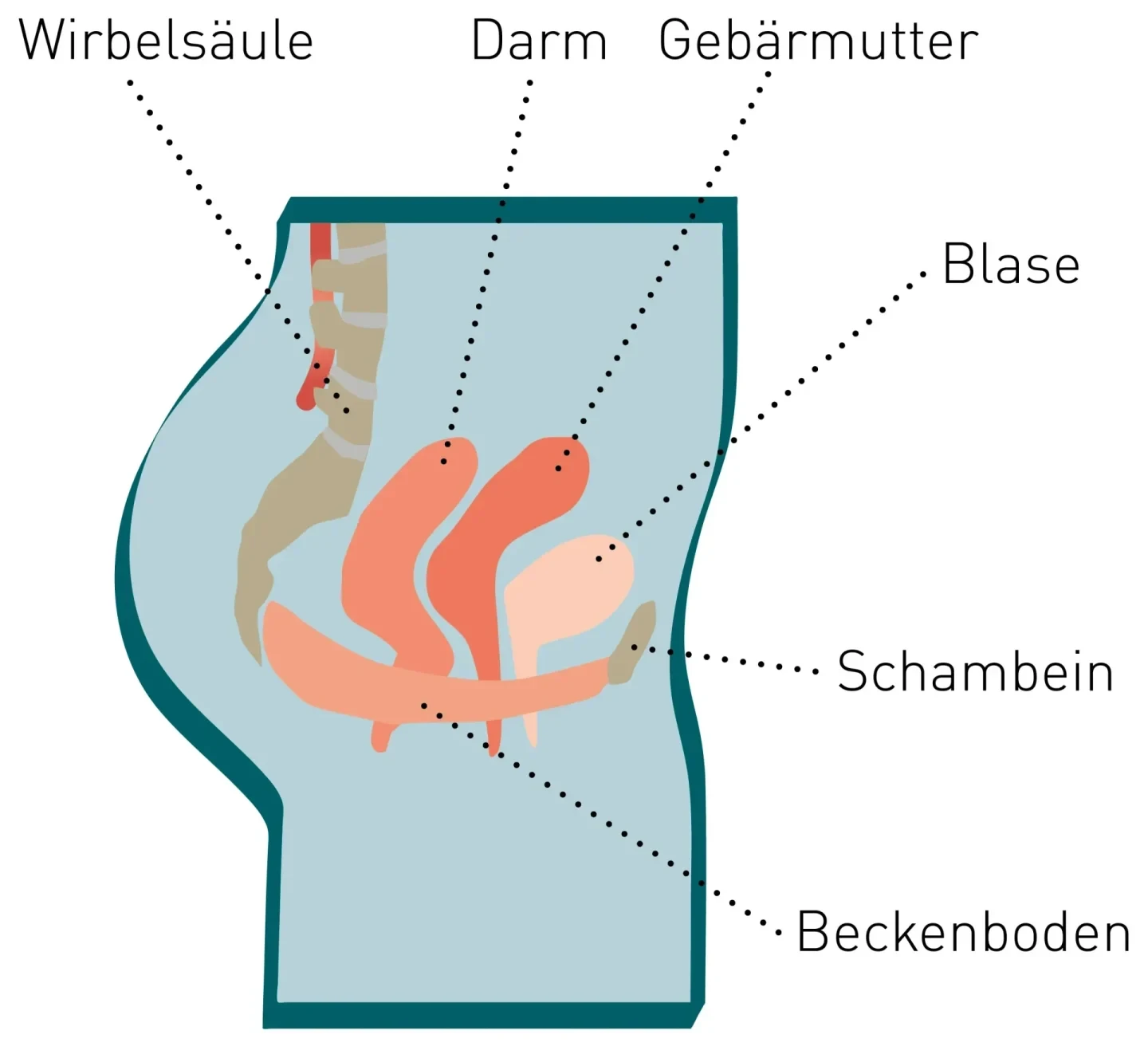 Starker Beckenboden bei Frauen: Aufbau