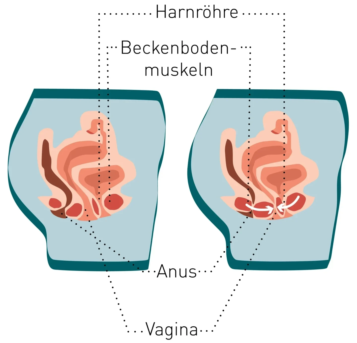 Starker Beckenboden bei Frauen: Funktionen