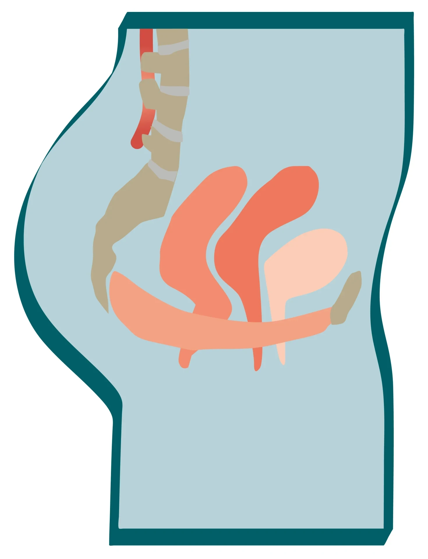 Pavimento pelvico forte nella donna: Anatomia » mobilesport.ch