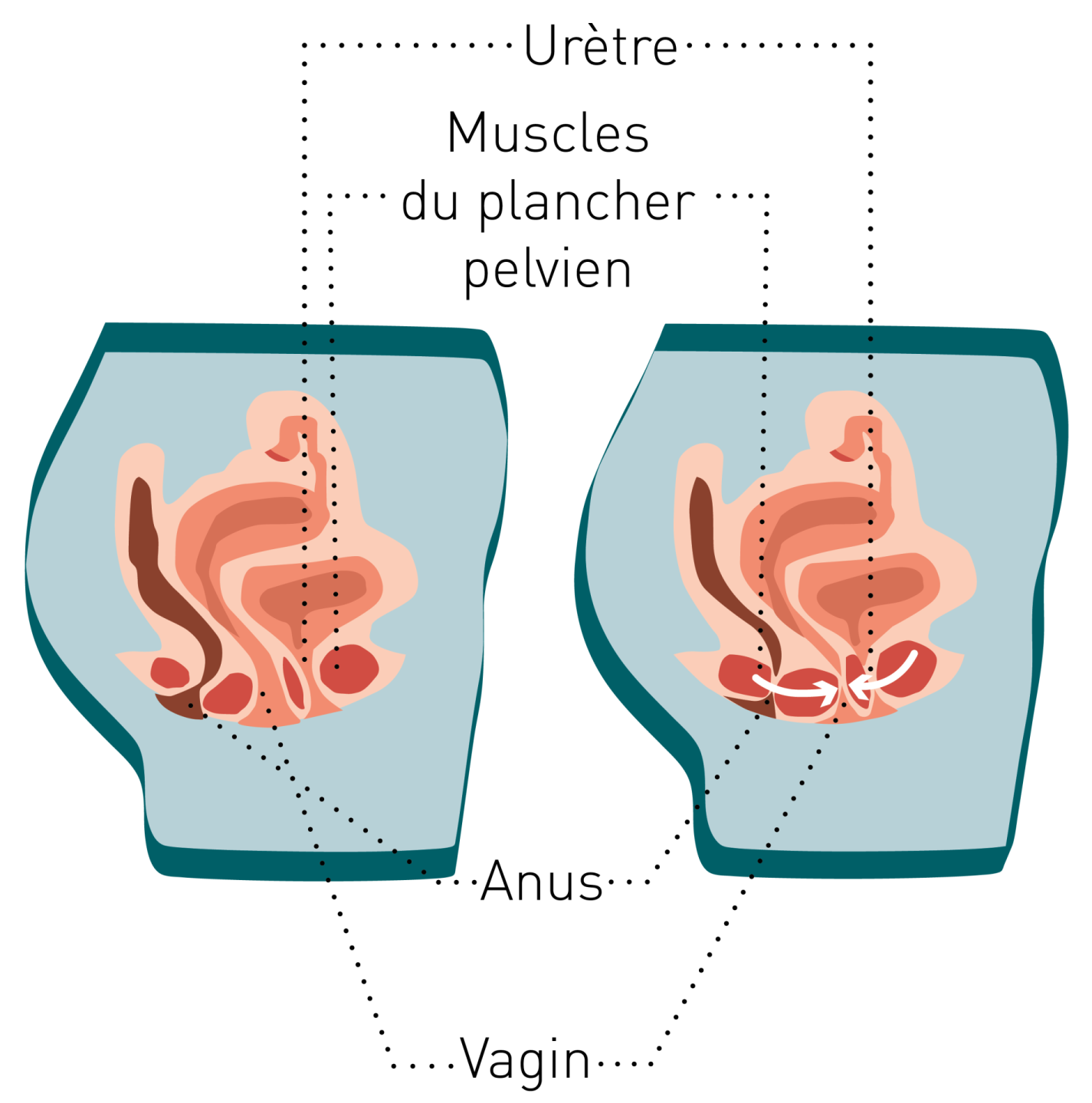 Un plancher pelvien au top chez les femmes: Fonctions