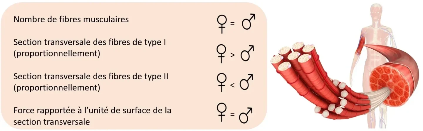 Ill. 1: Différences entre les sexes au niveau de certains facteurs intrinsèques des muscles.