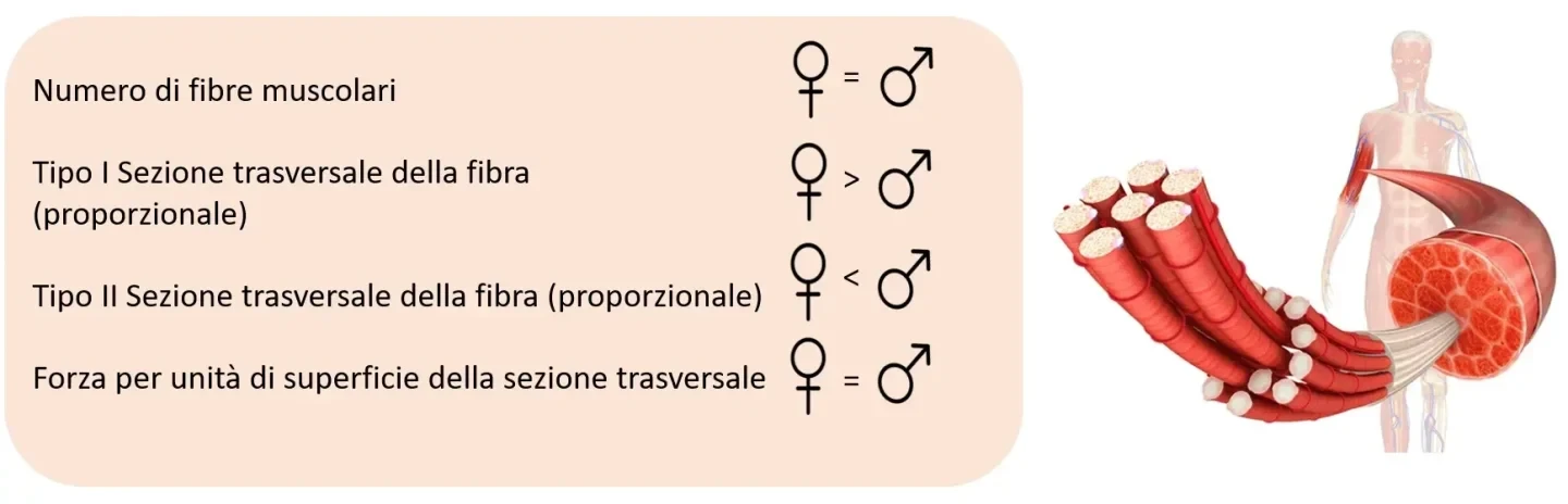 Ill. 1: Differenze di genere nei fattori muscolari intrinseci.