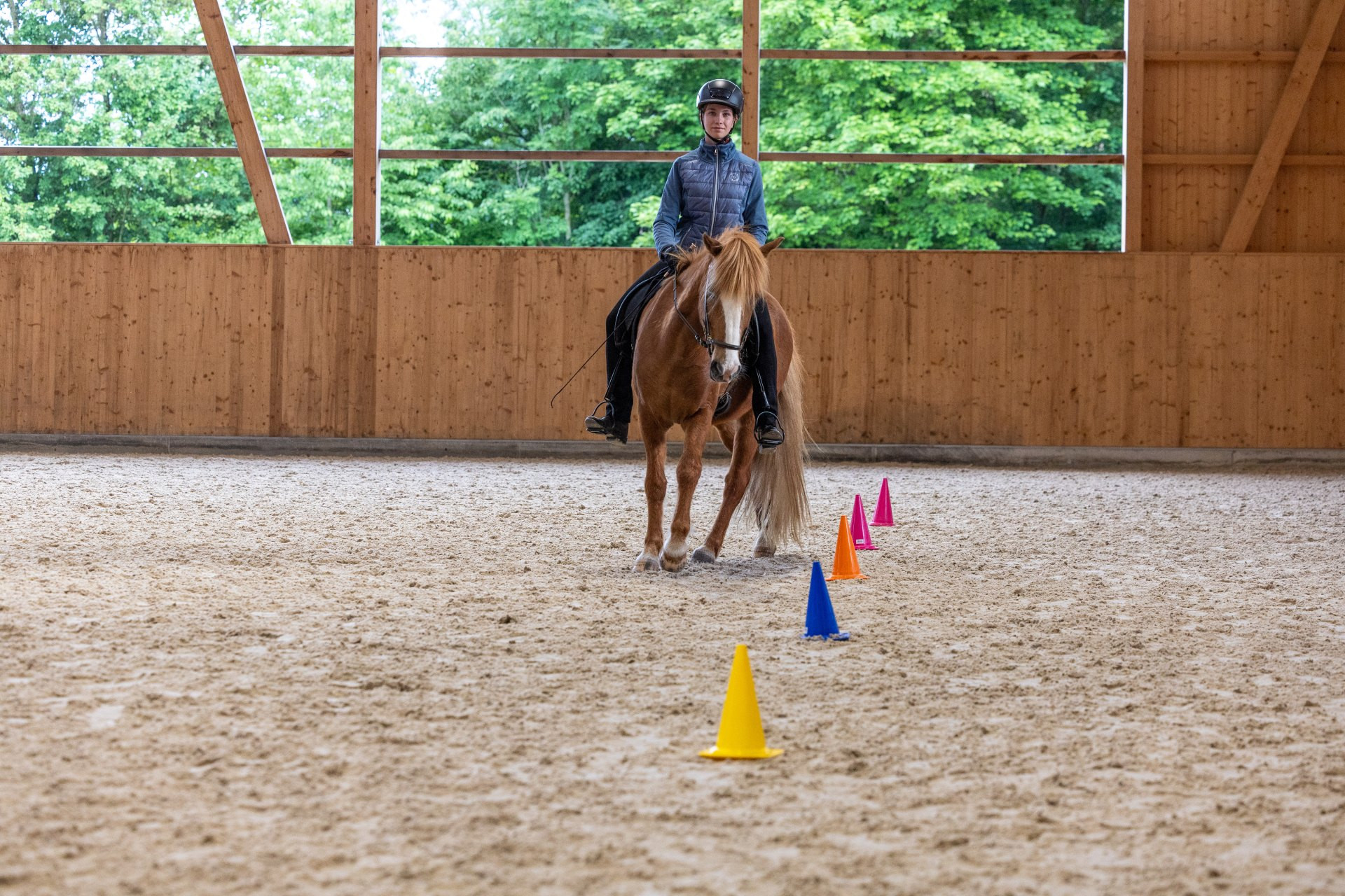 Équitation – 2. Détenir le cheval conformément à ses besoins et en assumer la co-responsabilité: Couleurs de robe et marques des chevaux (dès F2)