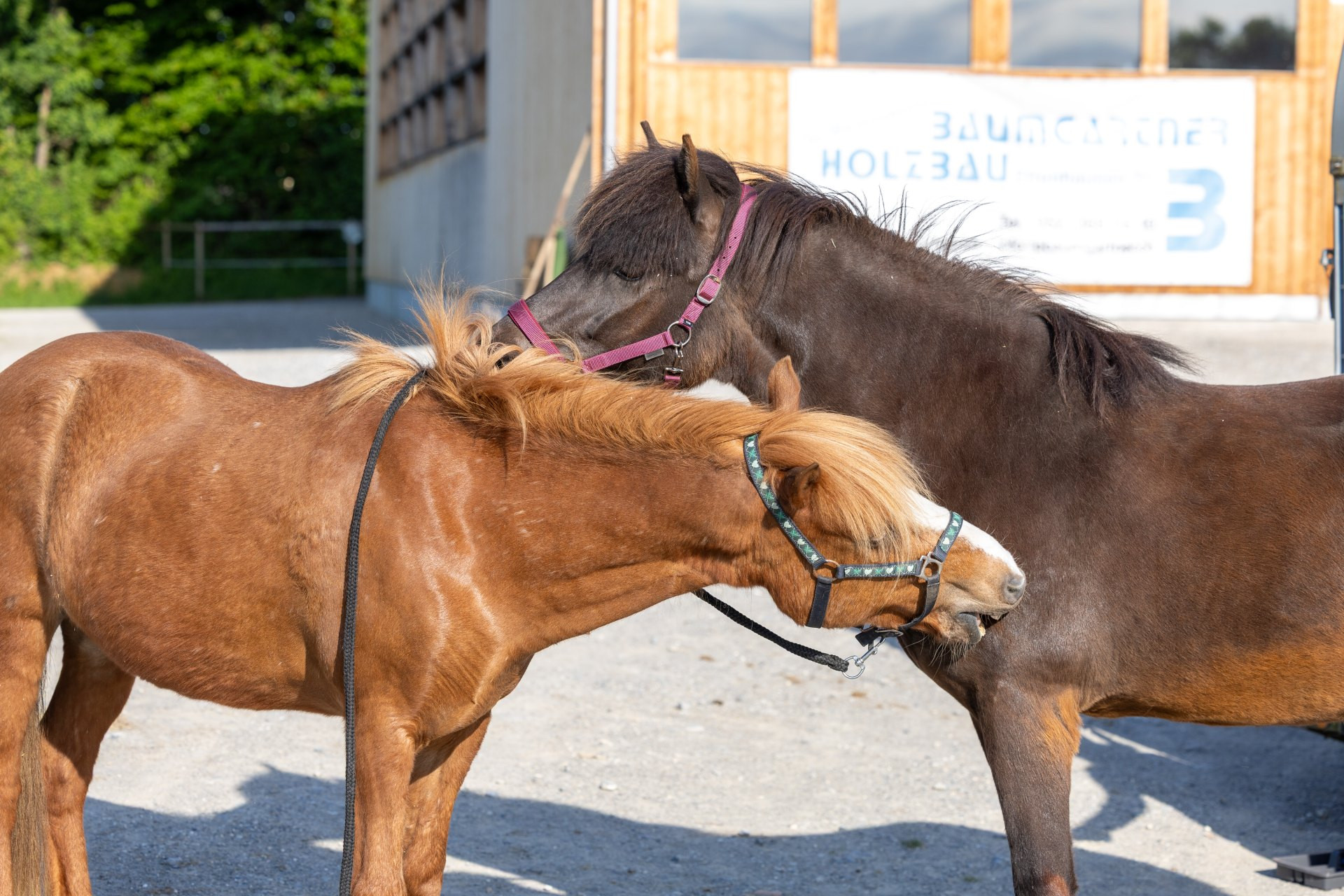 Équitation – 2. Détenir le cheval conformément à ses besoins et en assumer la co-responsabilité: Une vie de cheval (dès F1)
