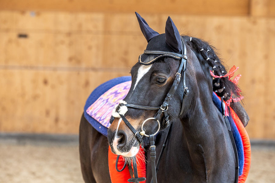 Équitation – 2. Détenir le cheval conformément à ses besoins et en assumer la co-responsabilité: Parler le langage des chevaux (dès F2)