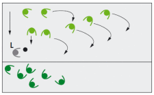 Rugby: Linien-Paket