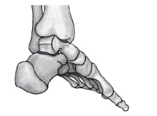 Renforcement du pied: Un chef d’oeuvre anatomique 2