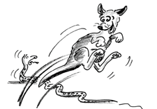 Fumetto: un canguro scavalca un serpente con un balzo.