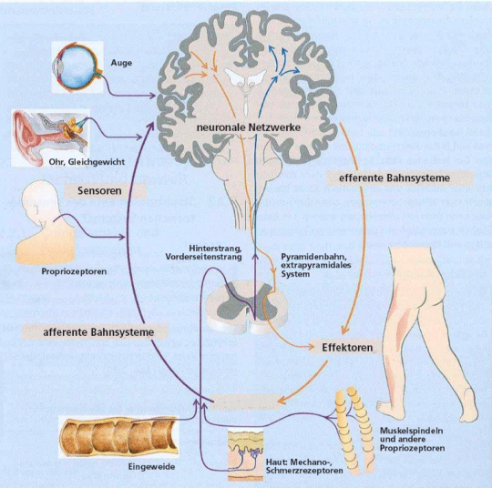 Grafik: Struktur eines Gehirns und Beteiligung Organe bei einem Sensomotorischen Trianing.