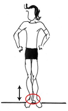 Dessin: Debout, une personne effectue des mouvements de flexion des chevilles.