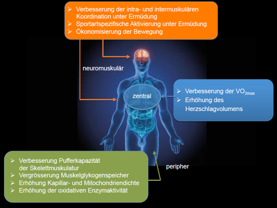 Grafik: Auswirkungen auf die verschiedenen Systeme des Körpers. 