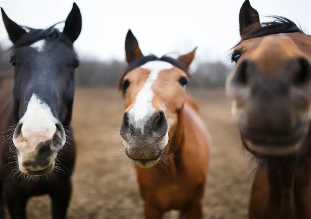 Apprends à lire ton cheval - Formule standard