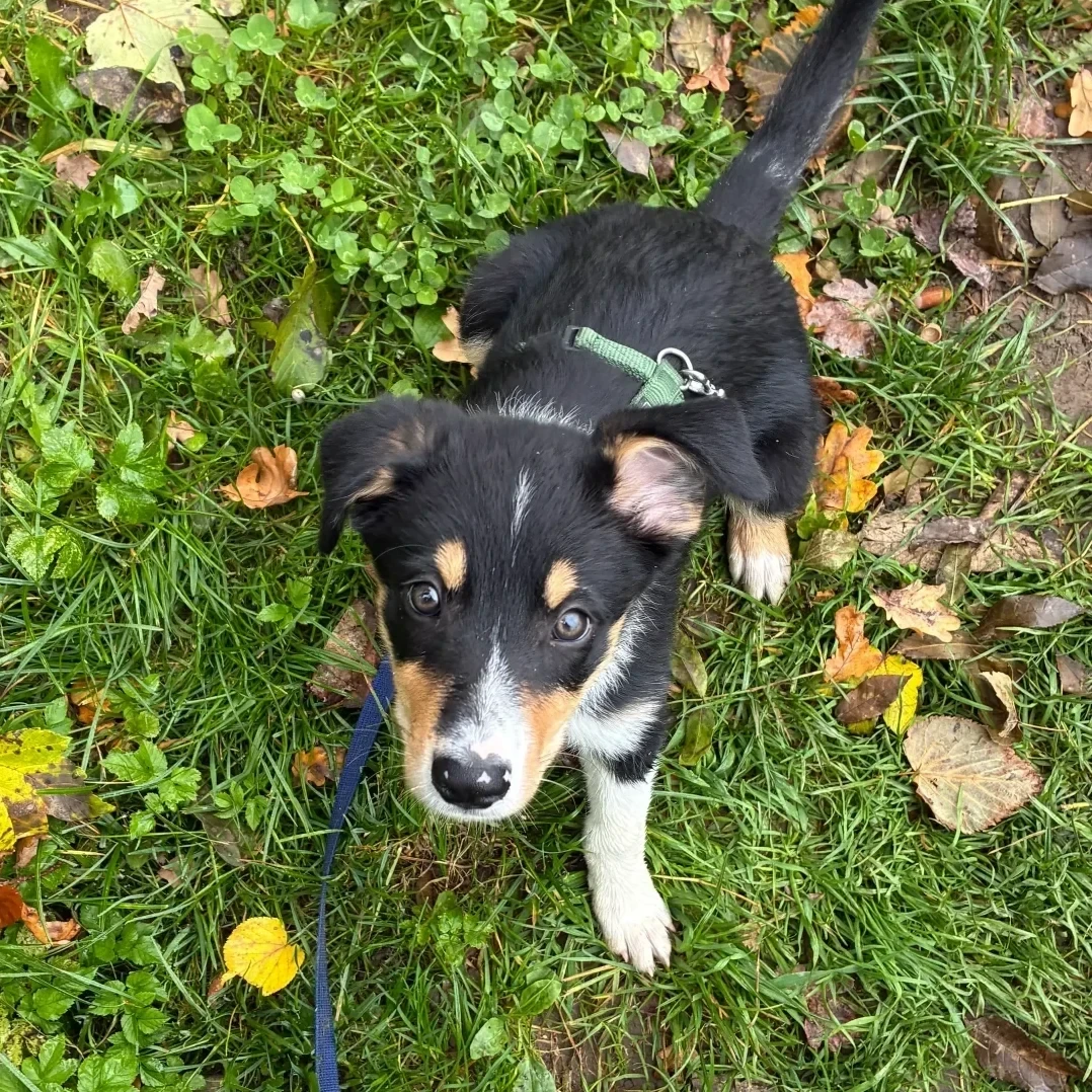 Parcours chiot – Bienne